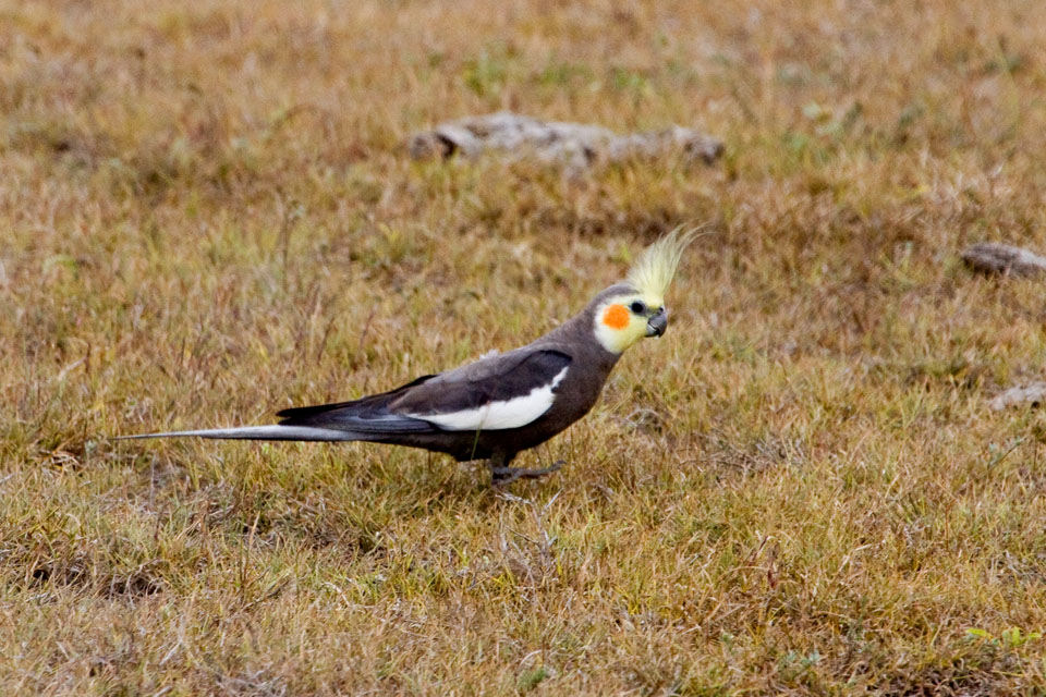 Cockatiel (Nymphicus hollandicus)